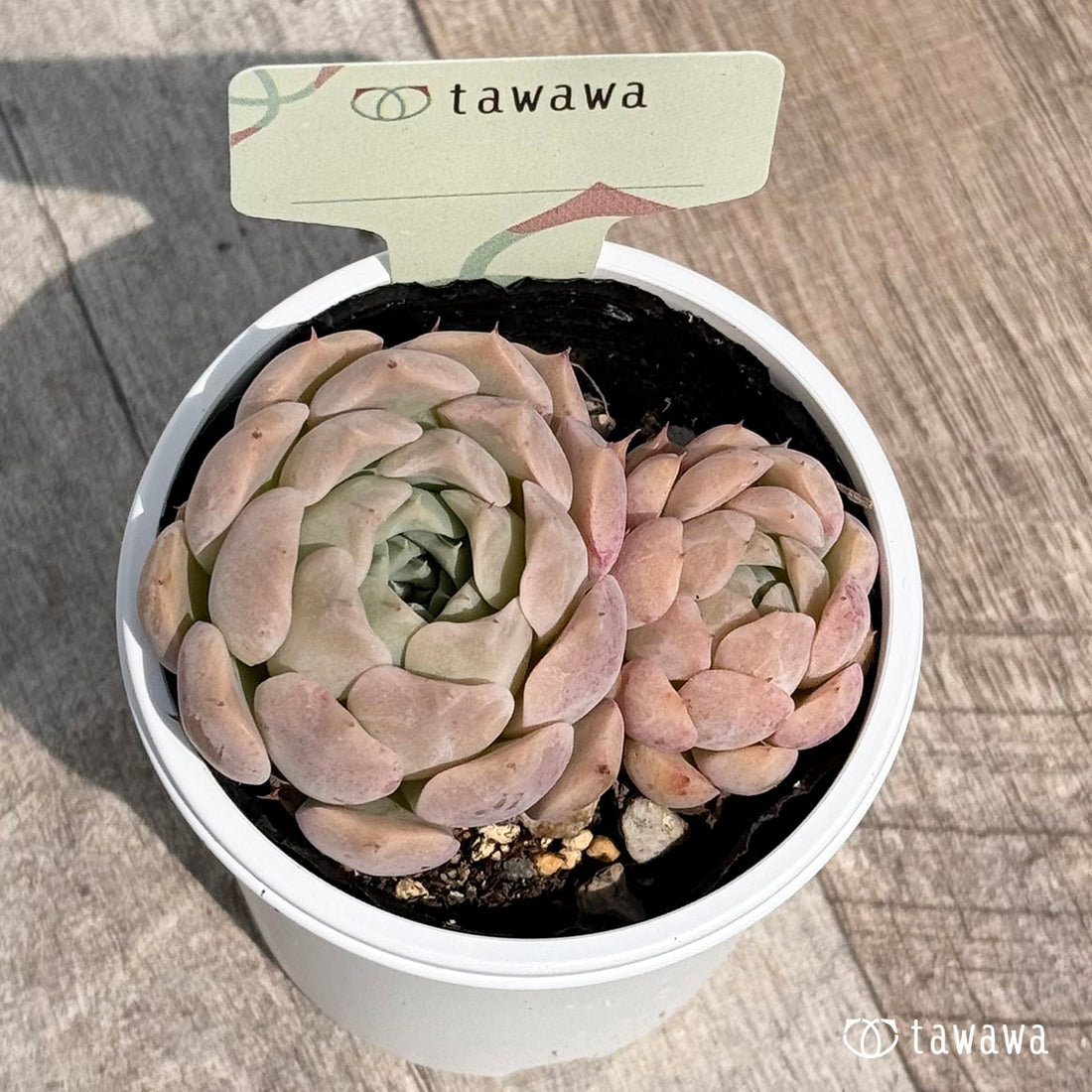 81. ＊新発売＊　名前のない苗 13　【tawawaハウス苗】