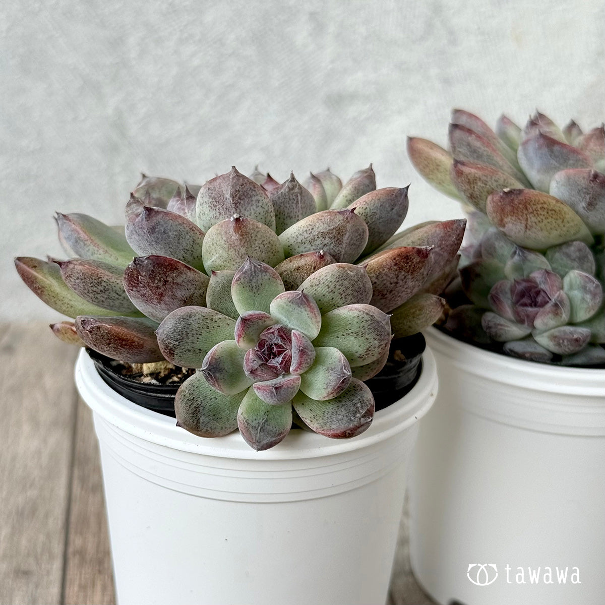 ＊新発売＊　ブルーソング（チャンヒー農園）【tawawaハウス苗】