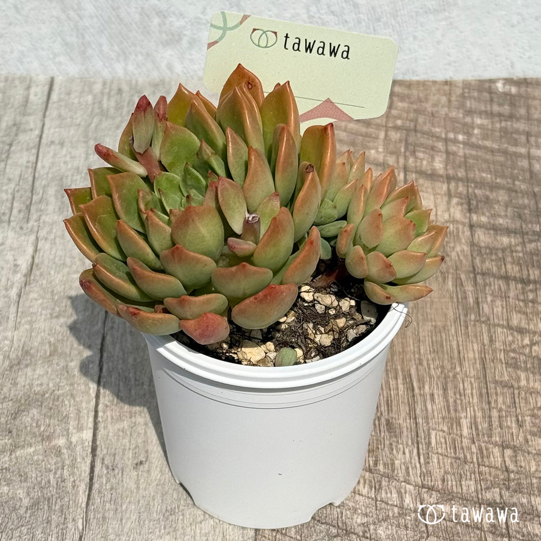 名前のない苗 14 【tawawaハウス苗】