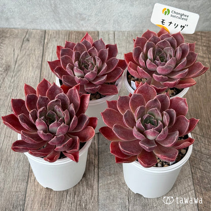 ＊新発売＊　モナリザ《大》（チャンヒー農園）【tawawaハウス苗】