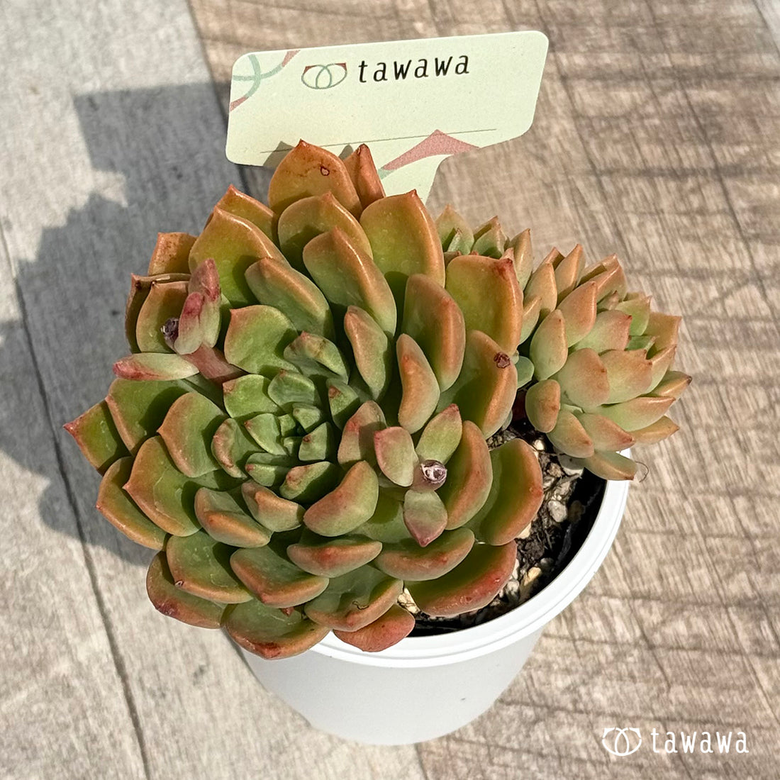 82. ＊新発売＊　名前のない苗 14　【tawawaハウス苗】