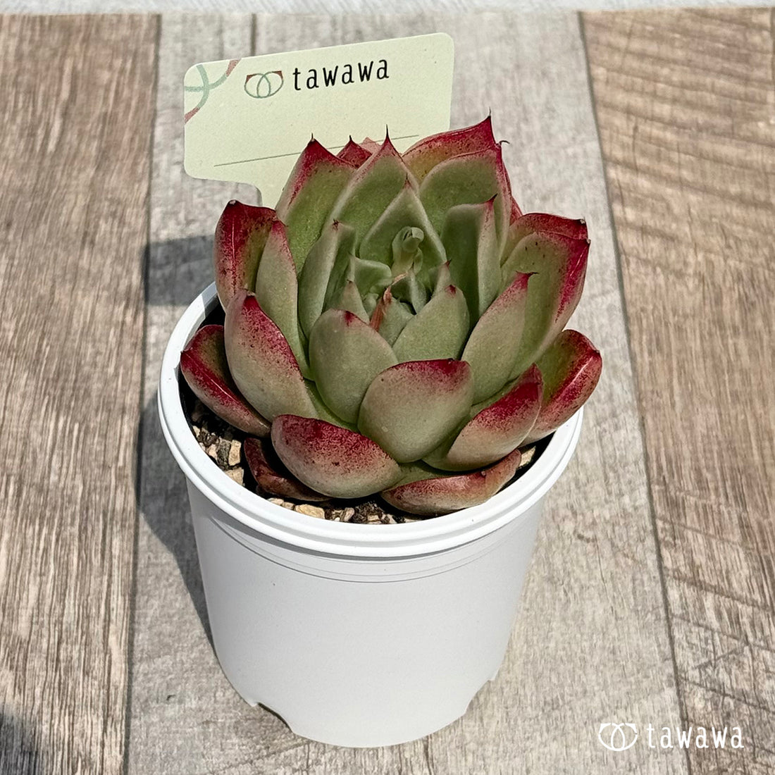 名前のない苗 12 【tawawaハウス苗】