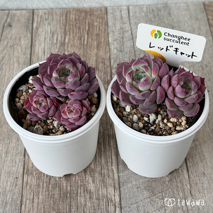 レッドキャット（チャンヒー農園）【tawawaハウス苗】