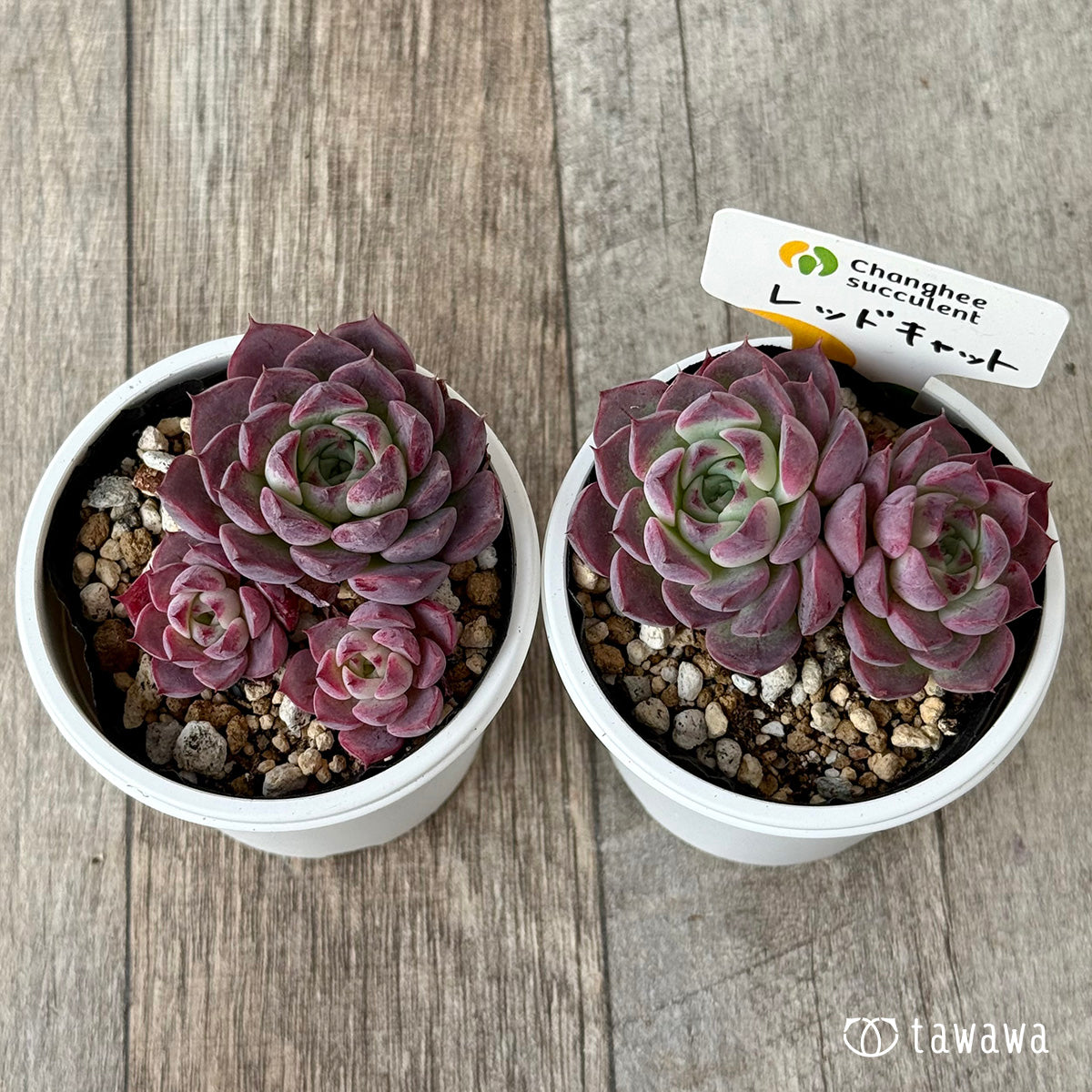 レッドキャット（チャンヒー農園）【tawawaハウス苗】