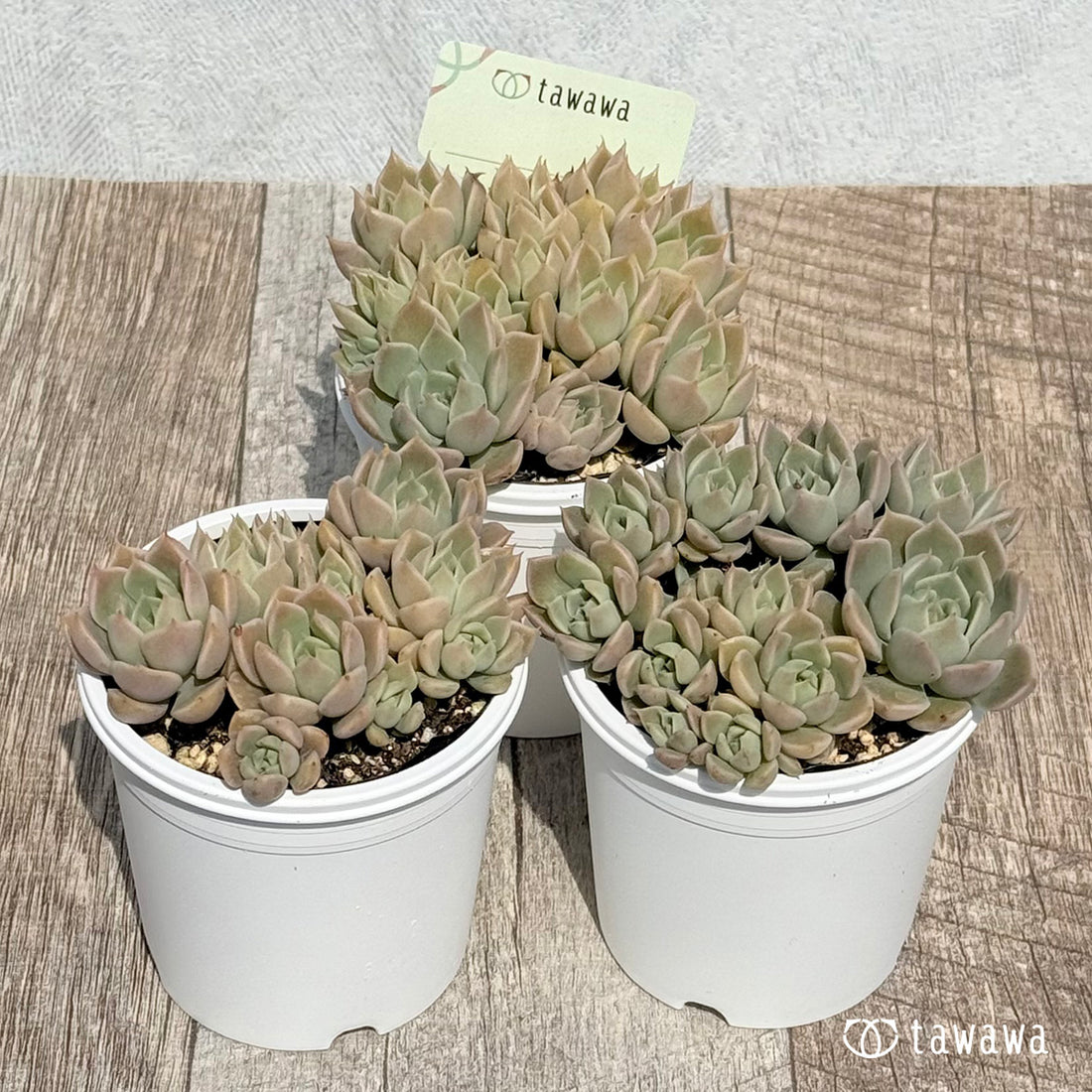 83. ＊新発売＊　名前のない葉挿し苗　【tawawaハウス苗】