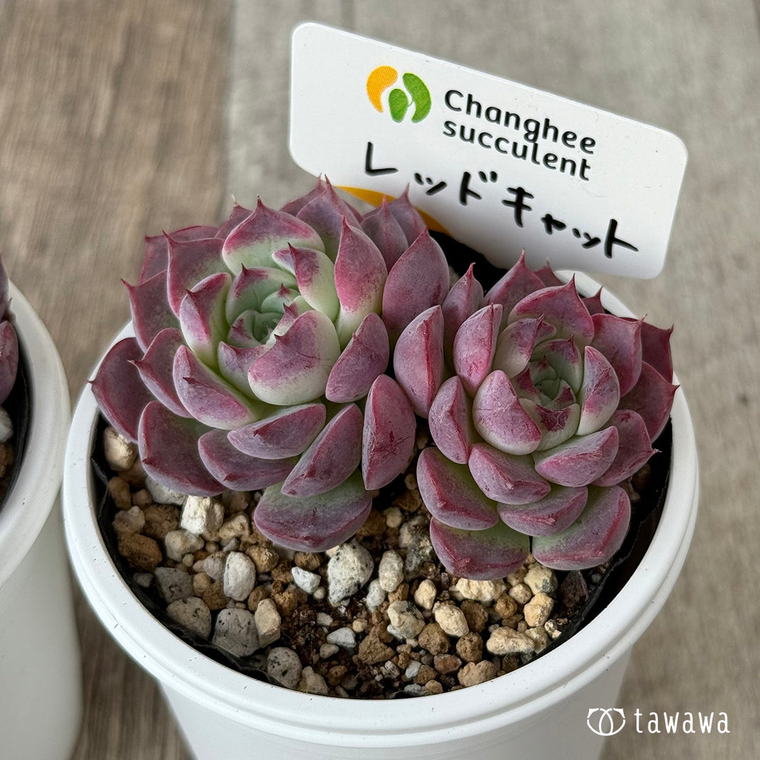 レッドキャット（チャンヒー農園）【tawawaハウス苗】