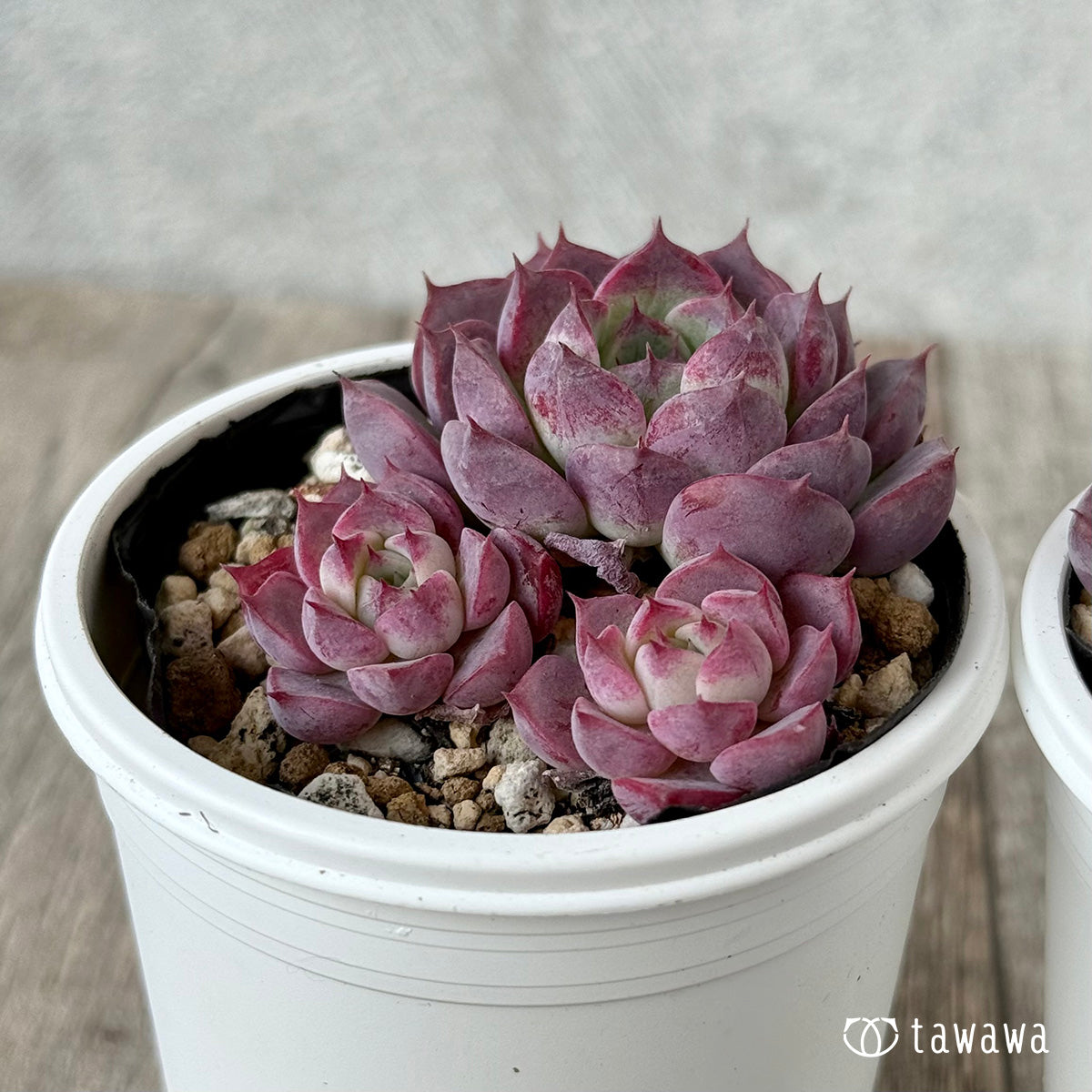 レッドキャット（チャンヒー農園）【tawawaハウス苗】