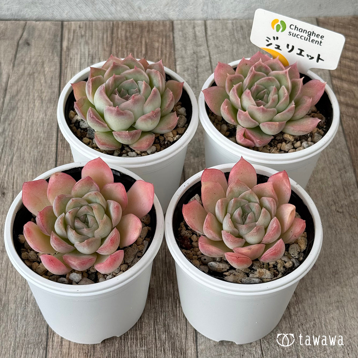 New Arrivals: Ice Green