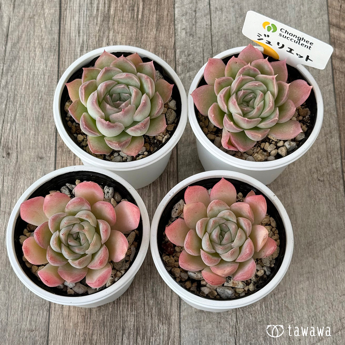 New Arrivals: Ice Green