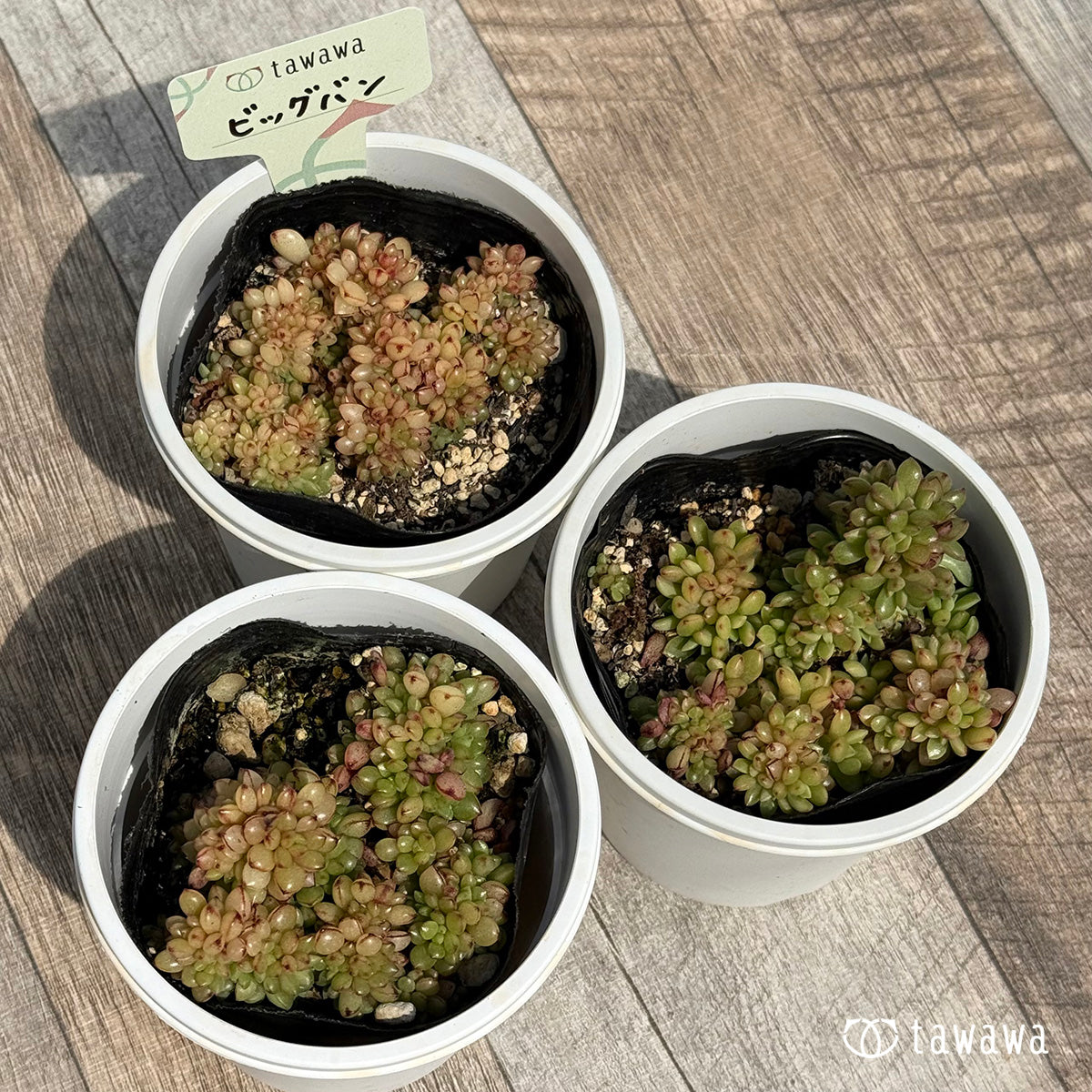 Big Bang [tawawa house seedling] (7.5 cm pot seedling)