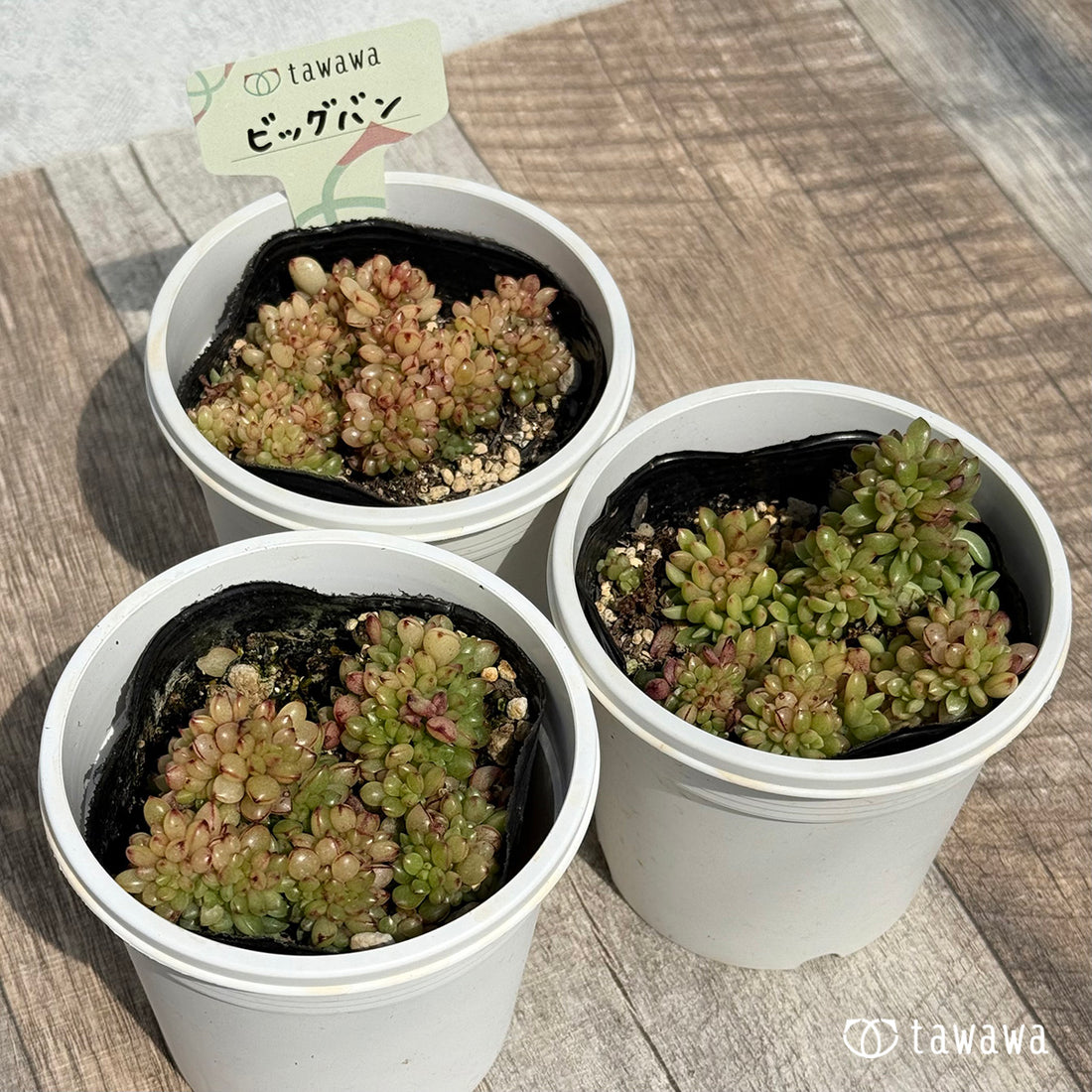 ビッグバン 【tawawaハウス苗】(7.5センチポット苗)