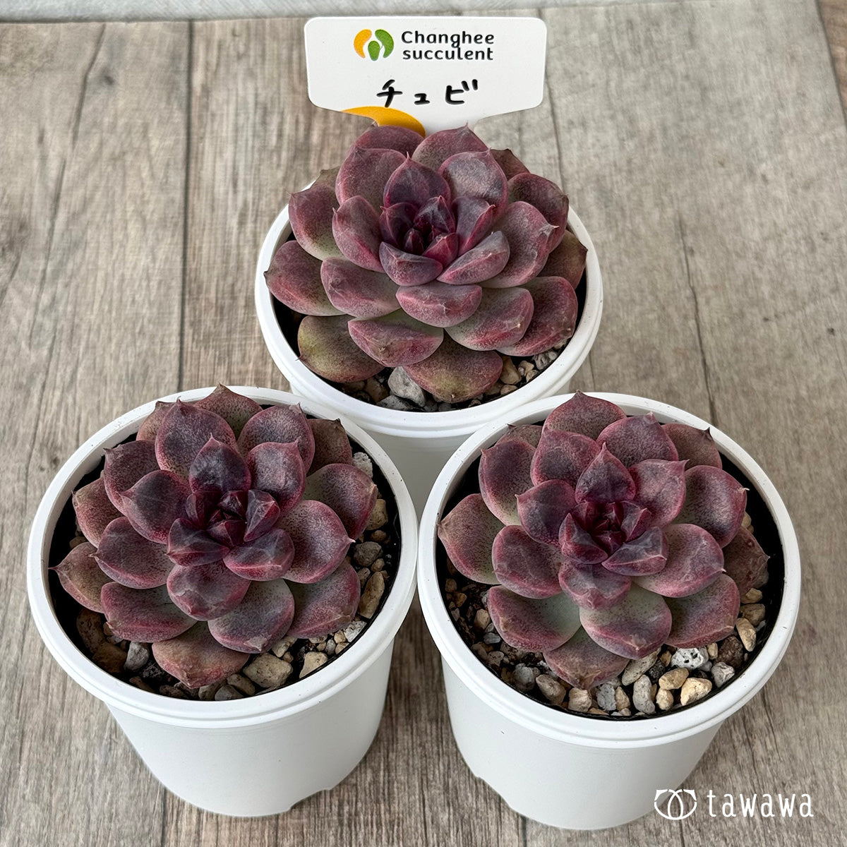 Chubby (Chang-hee Farm) [Tawawa House Seedlings]