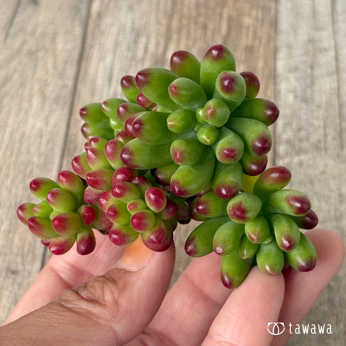 ＊新入荷①＊　ルビーティント