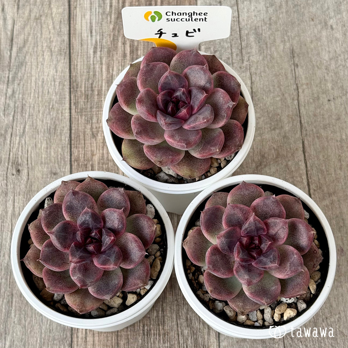 チュビ（チャンヒー農園）【tawawaハウス苗】 – 多肉植物の通販・販売