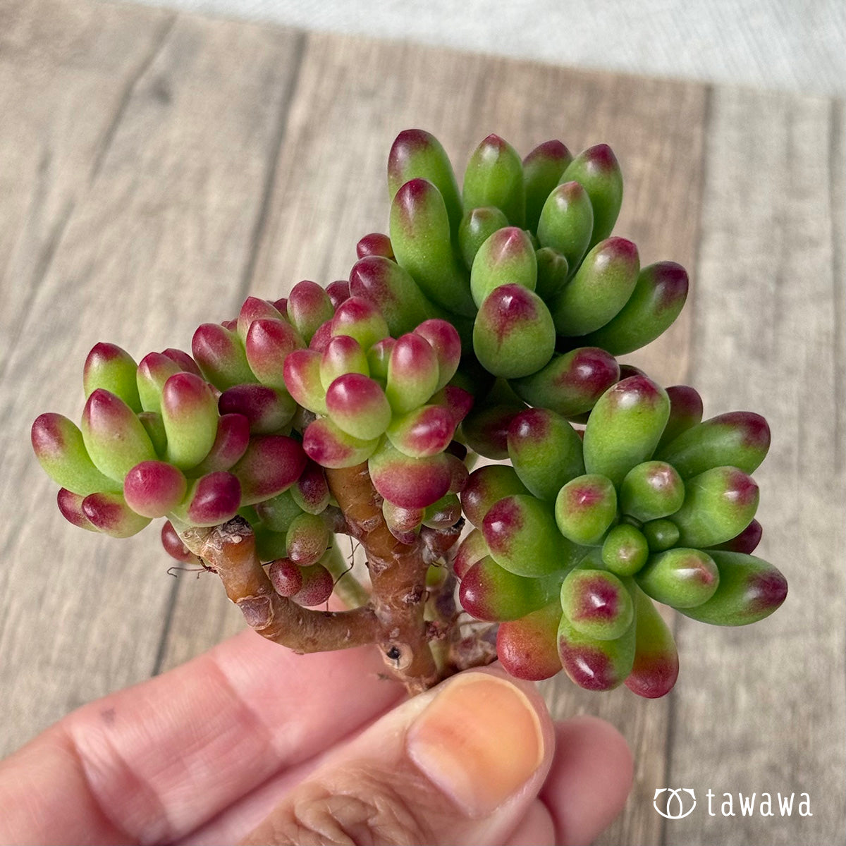 新入荷①＊ ルビーティント – 多肉植物の通販・販売サイト tawawa