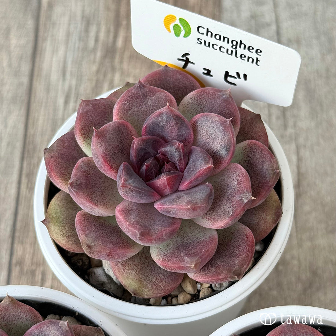 *新発売* チュビ(チャンヒー農園)【tawawaハウス苗】