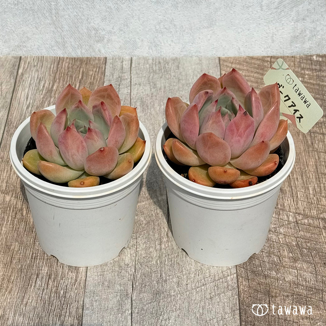 ダークアイス 【tawawaハウス苗】(7.5センチポット苗)