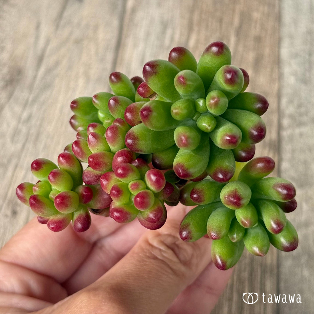 ＊新入荷①＊　ルビーティント