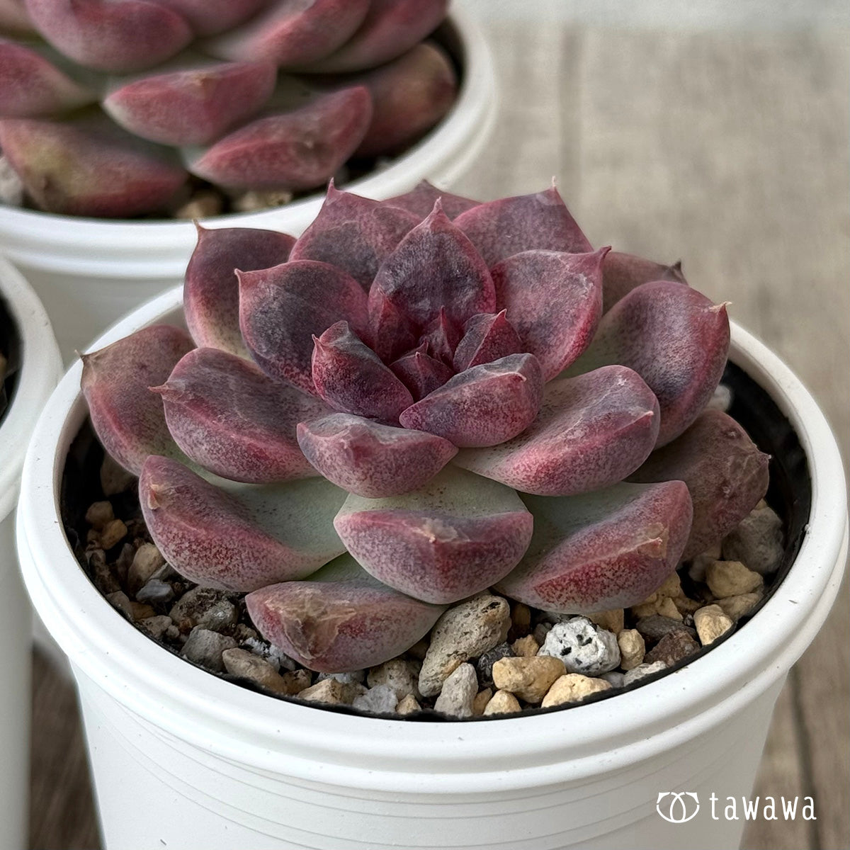 チュビ（チャンヒー農園）【tawawaハウス苗】 – 多肉植物の通販・販売