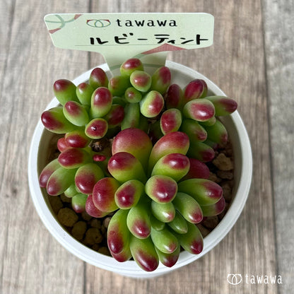 루비 틴트