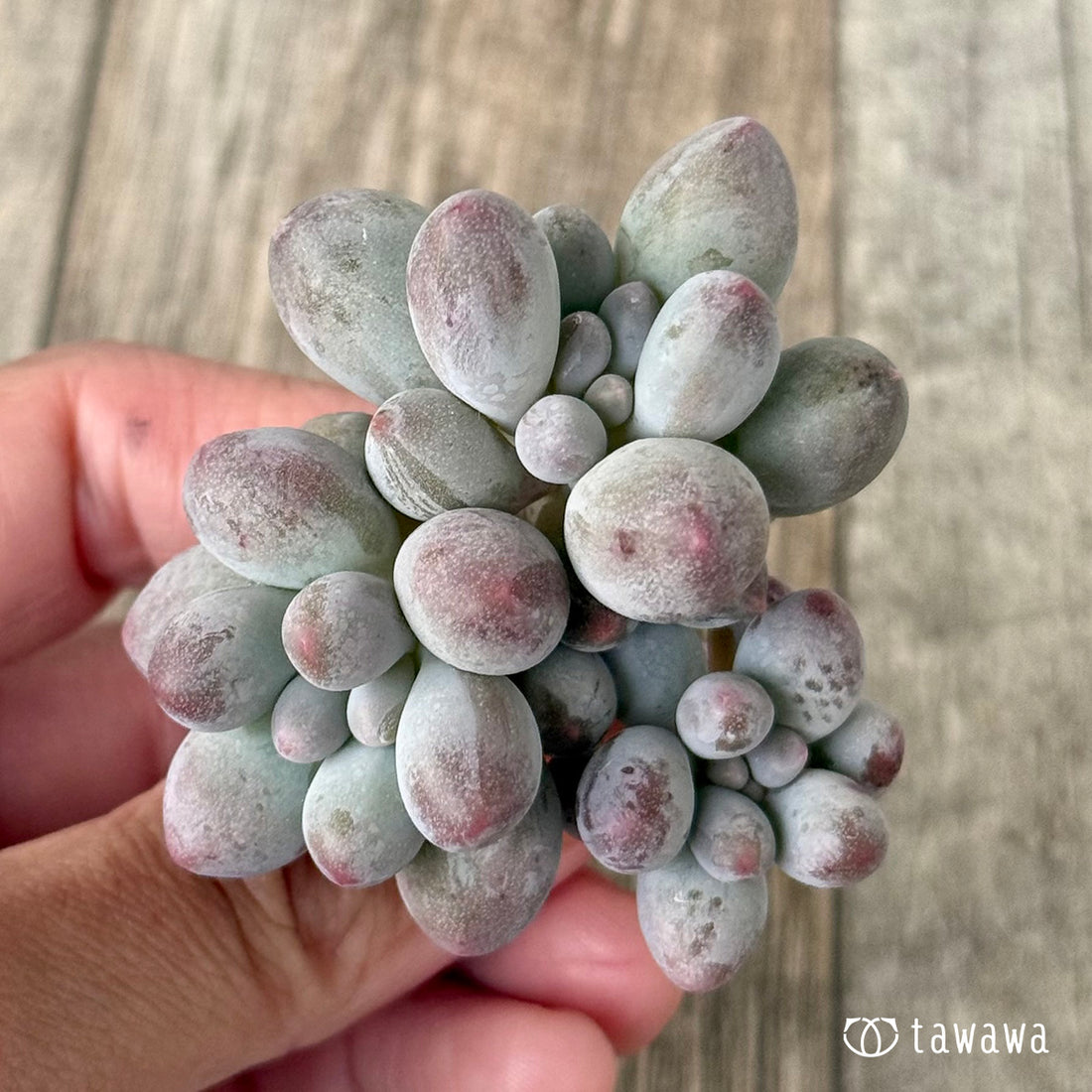 ＊新入荷①＊　ベビーフィンガー　