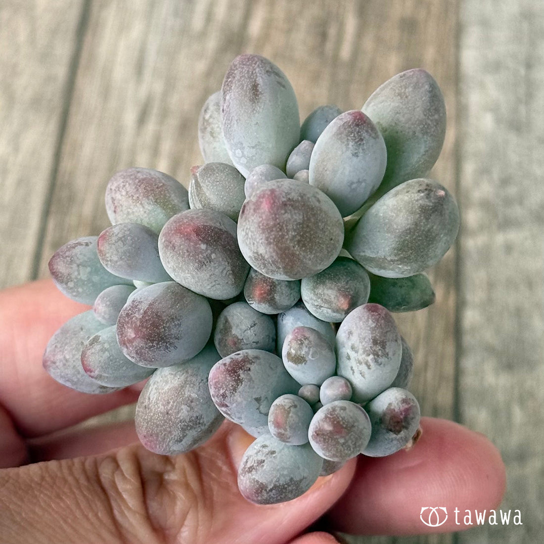 ＊新入荷①＊　ベビーフィンガー　