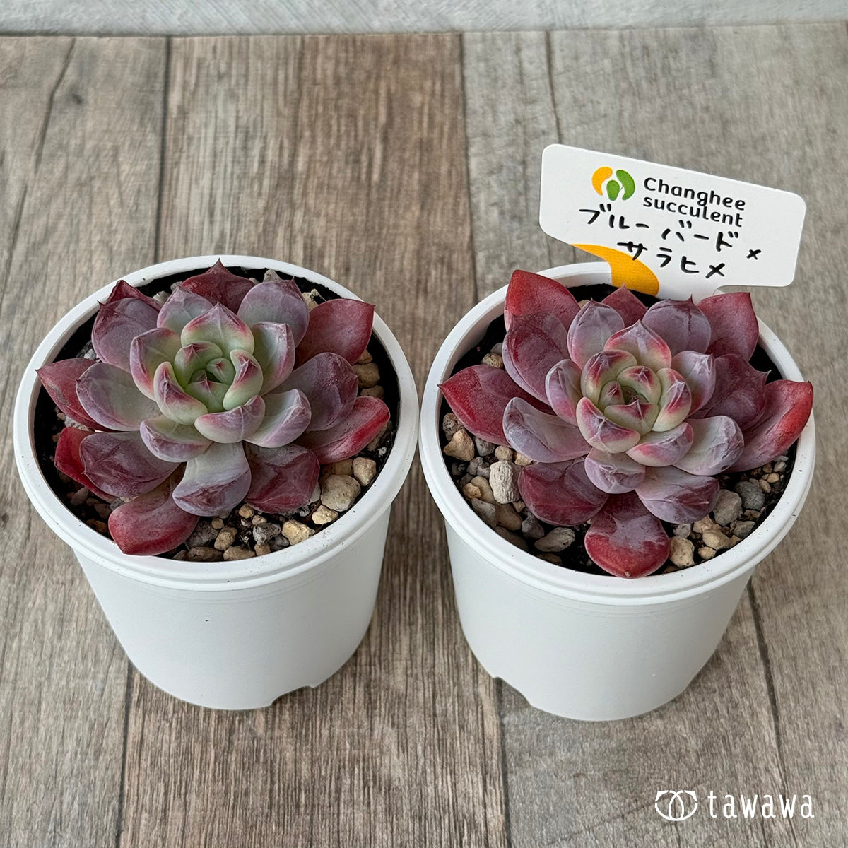 New Arrivals: Ice Green