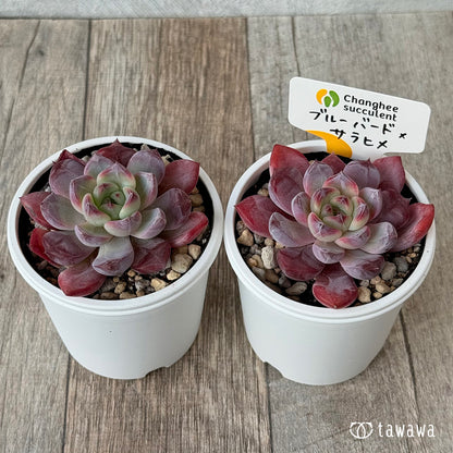 New Arrivals: Ice Green