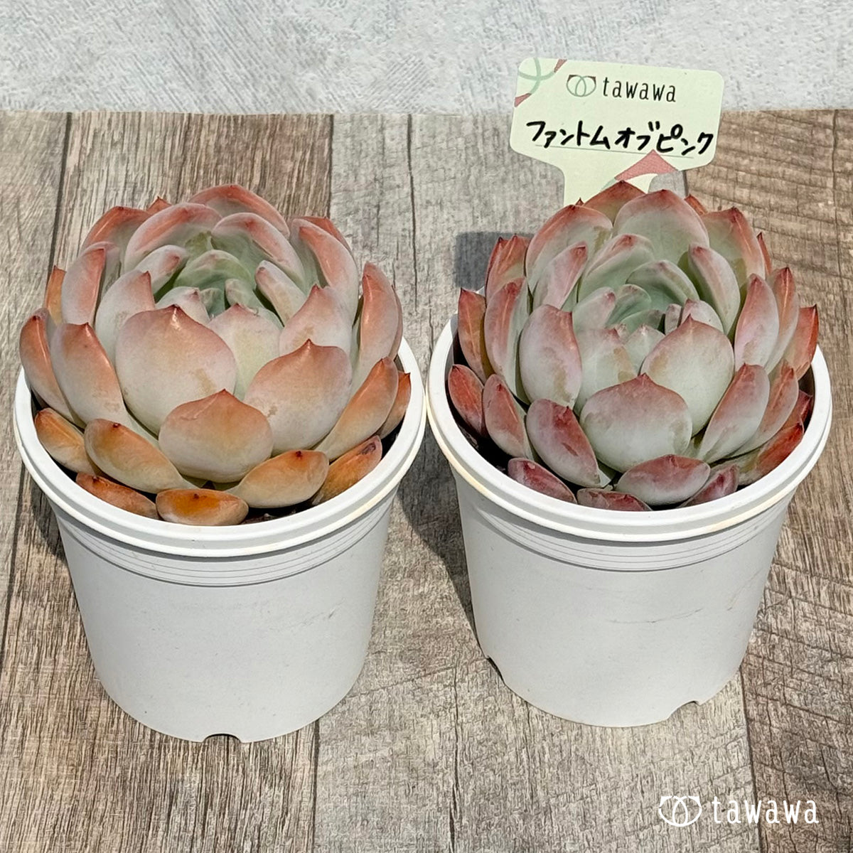 Phantom of Pink [Tawawa House Seedling] (7.5cm potted seedling)