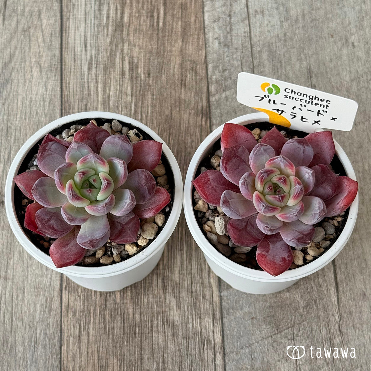 New Arrivals: Ice Green