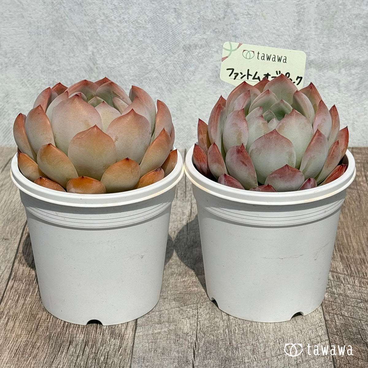 Phantom of Pink [Tawawa House Seedling] (7.5cm potted seedling)