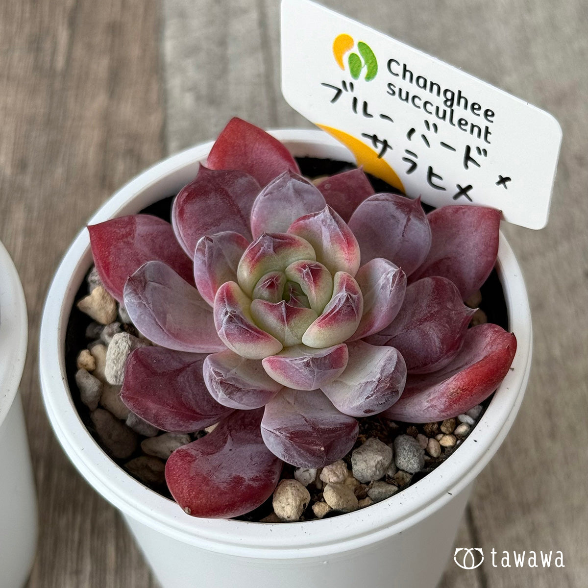 New Arrivals: Ice Green