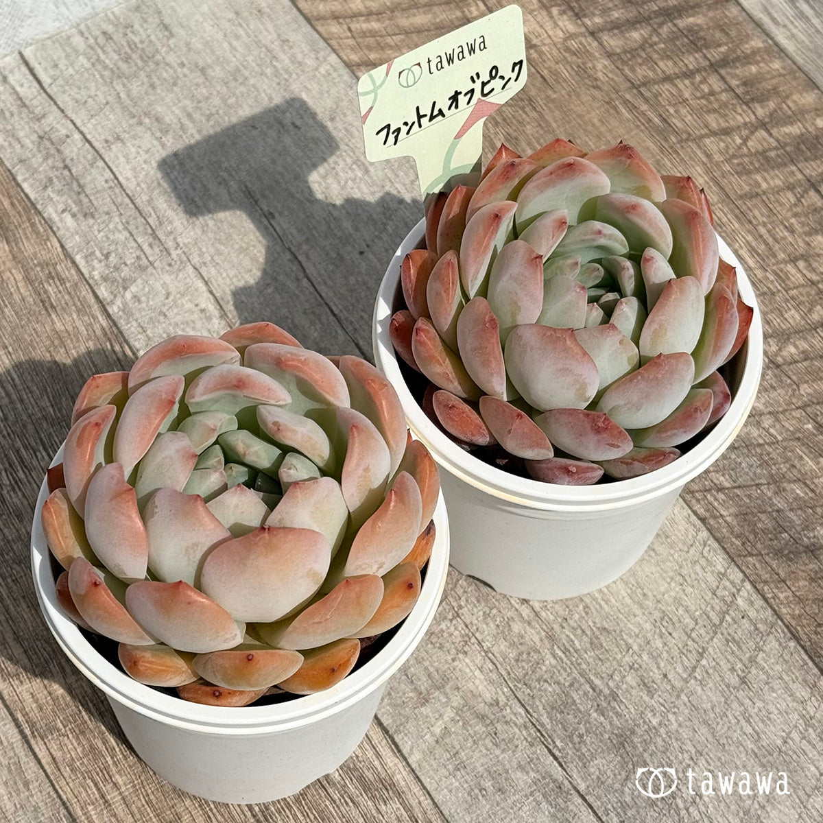Phantom of Pink [Tawawa House Seedling] (7.5cm potted seedling)