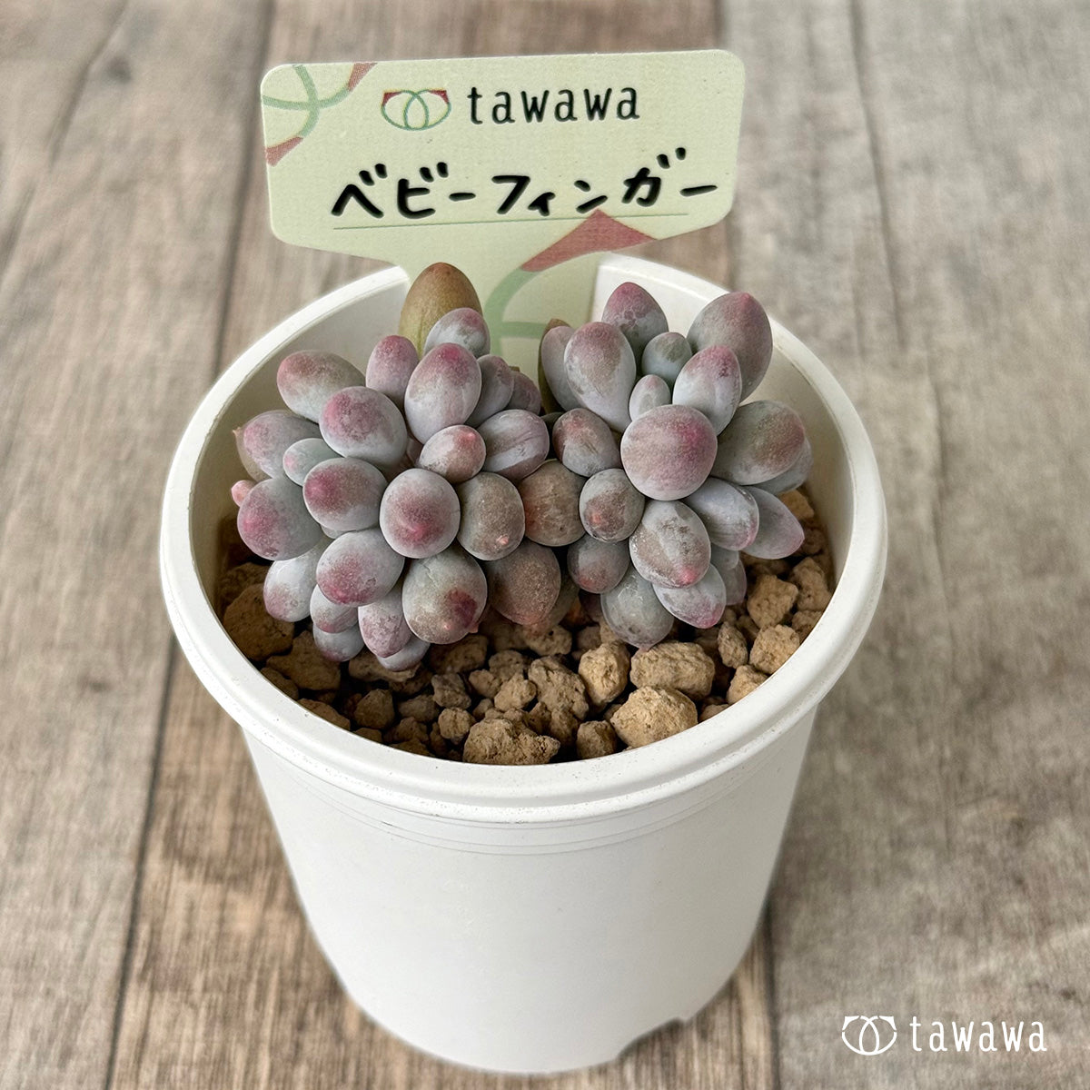 【4/15発売】ベビーフィンガー　