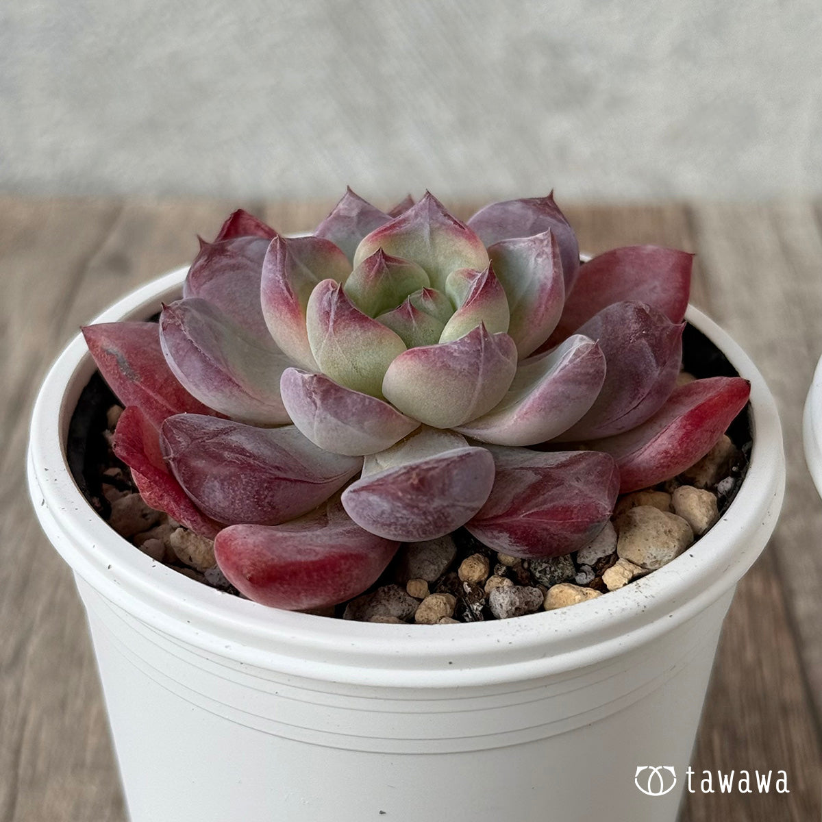 New Arrivals: Ice Green