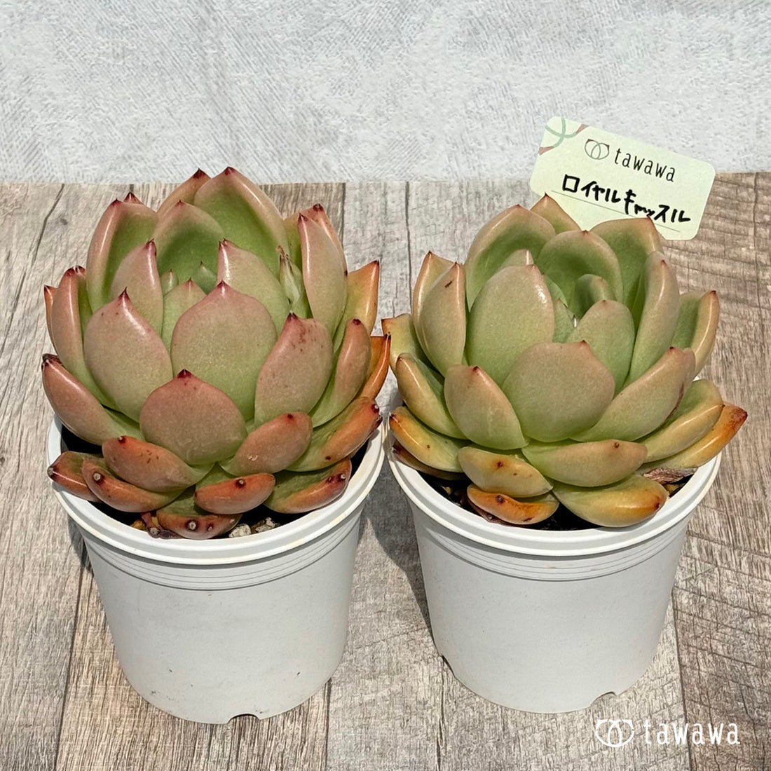 ロイヤルキャッスル 【tawawaハウス苗】(7.5センチポット苗)