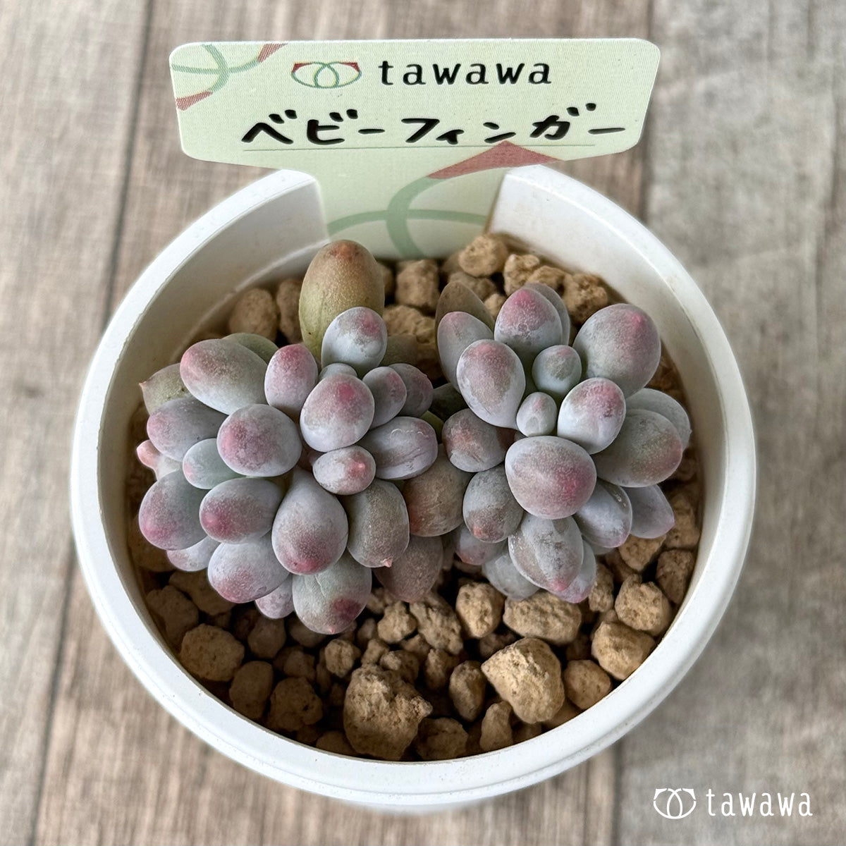 【4/15発売】ベビーフィンガー　