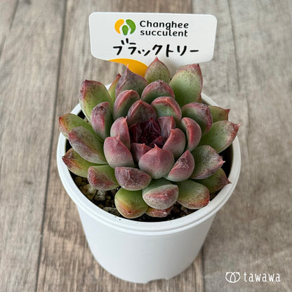 New Arrivals: Ice Green