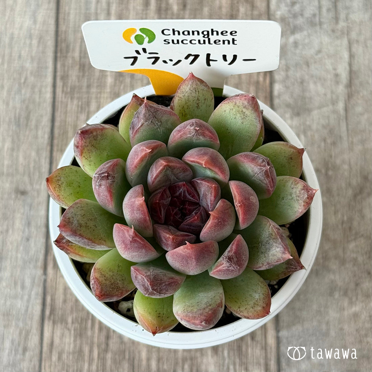 New Arrivals: Ice Green