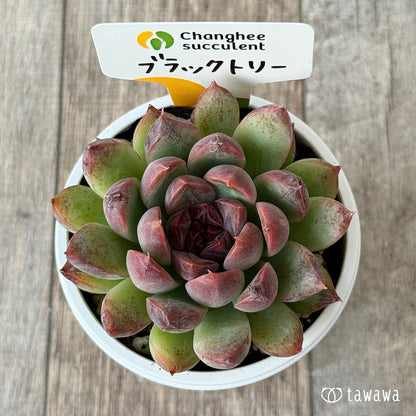 New Arrivals: Ice Green