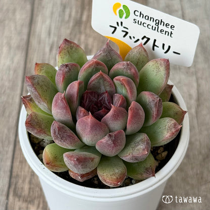 New Arrivals: Ice Green