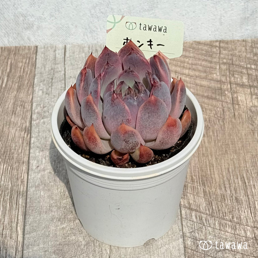 ホンキー 【tawawaハウス苗】(7.5センチポット苗)