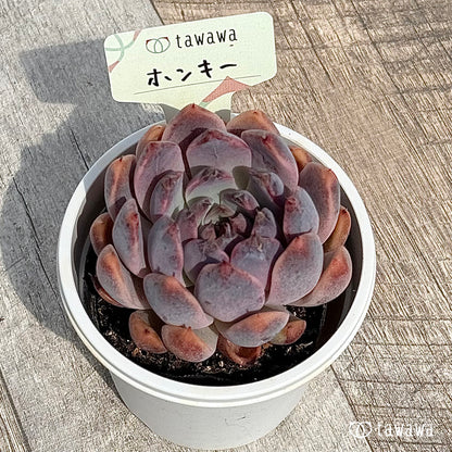 90. ＊新発売＊　ホンキー　【tawawaハウス苗】（7.5センチポット苗）