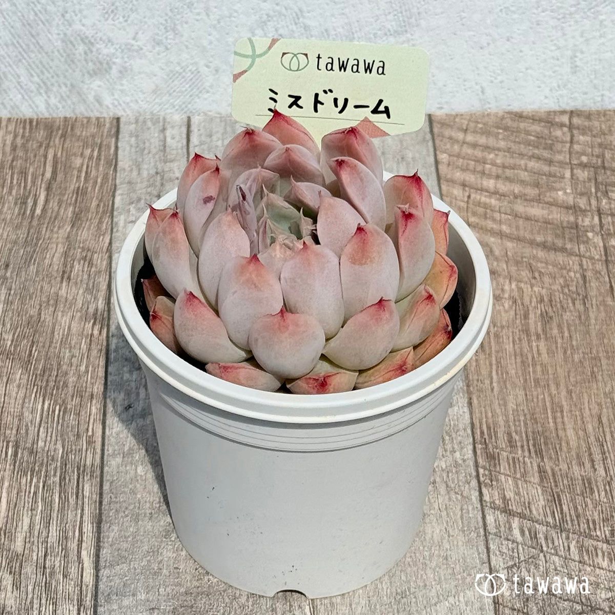 ミスドリーム　【tawawaハウス苗】（7.5センチポット苗）