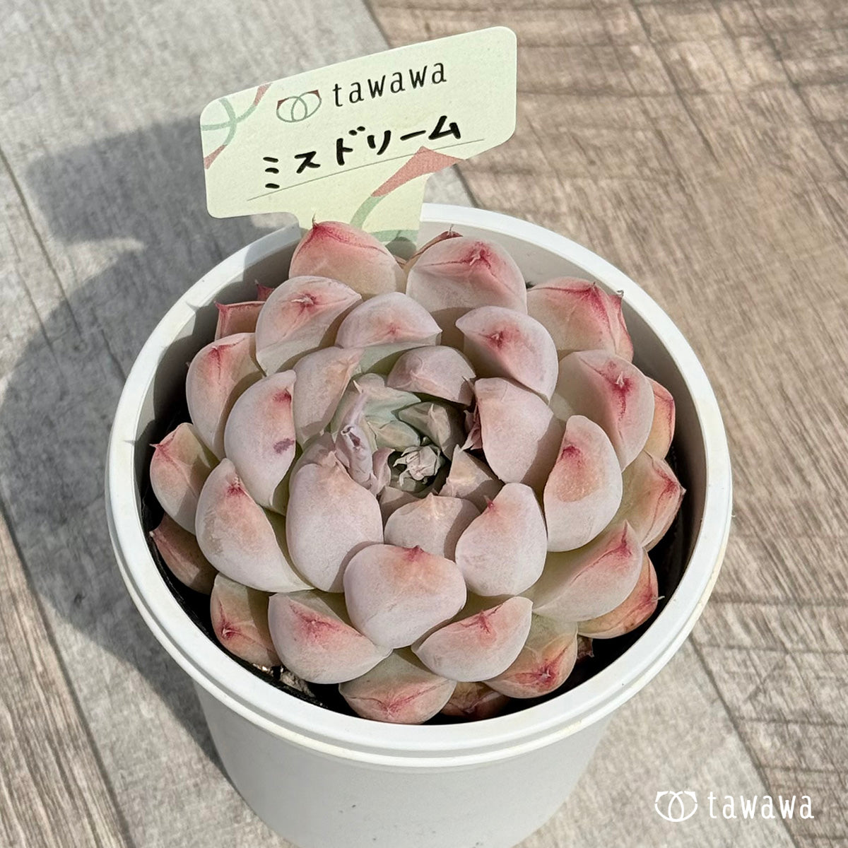 91. ＊新発売＊　ミスドリーム　【tawawaハウス苗】（7.5センチポット苗）