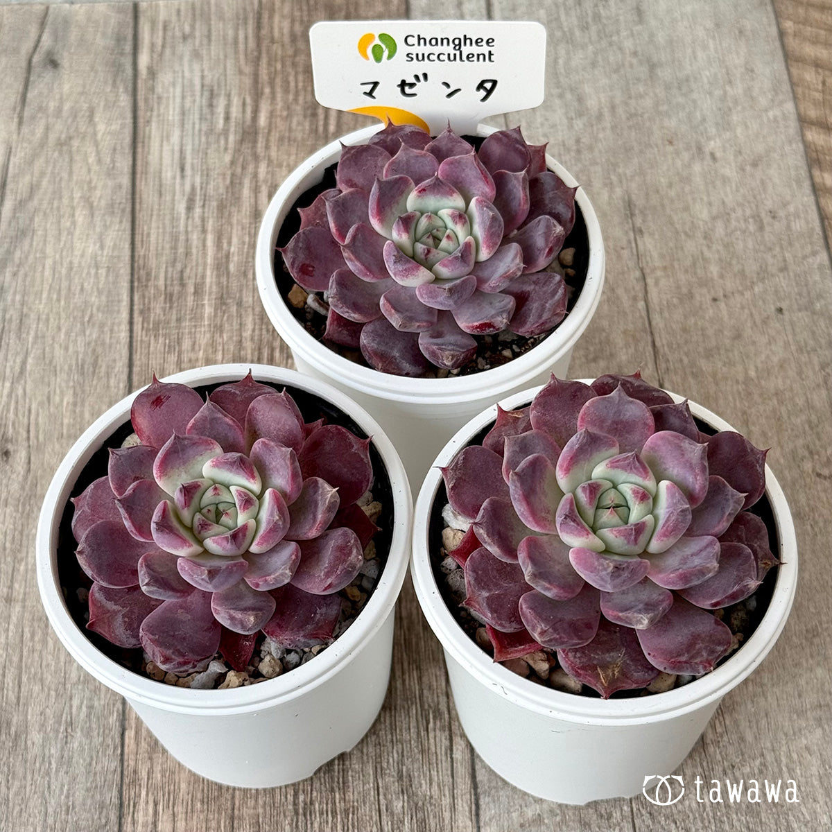 ＊新発売＊　マゼンタ（チャンヒー農園）【tawawaハウス苗】