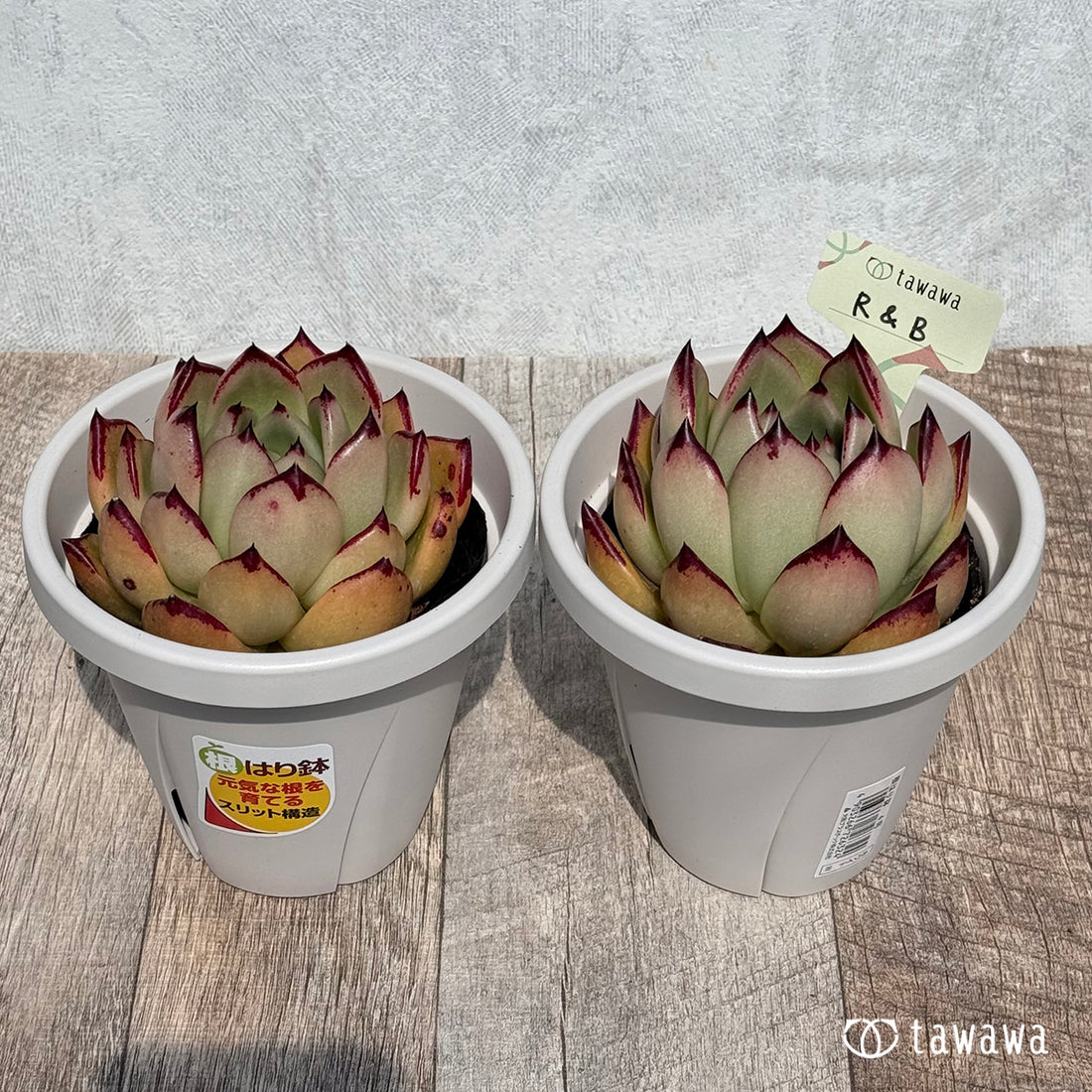 R&B 【tawawaハウス苗】(9センチポット苗)