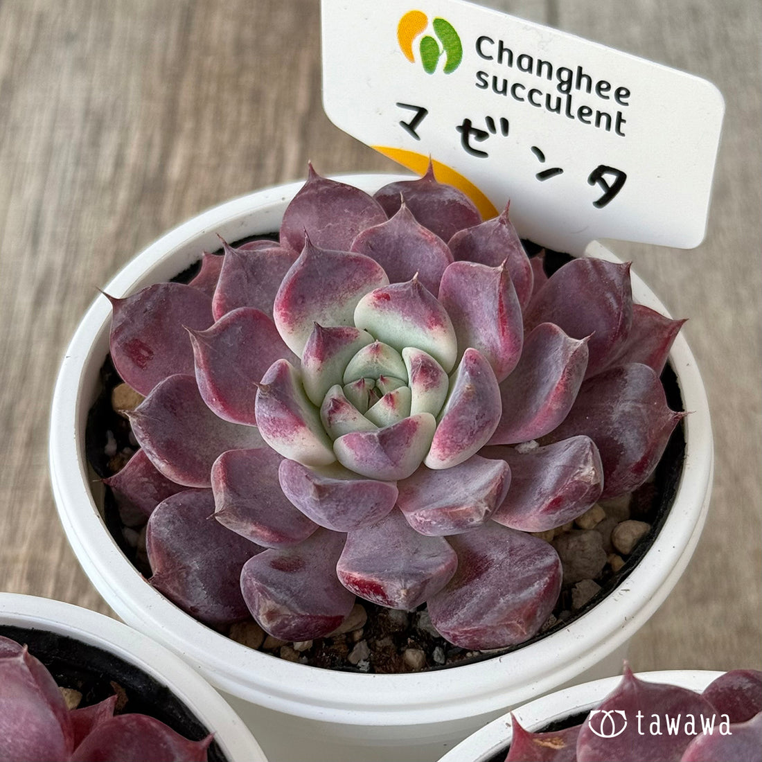 *新発売* マゼンタ(チャンヒー農園)【tawawaハウス苗】