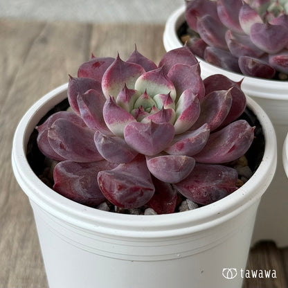 ＊新発売＊　マゼンタ（チャンヒー農園）【tawawaハウス苗】