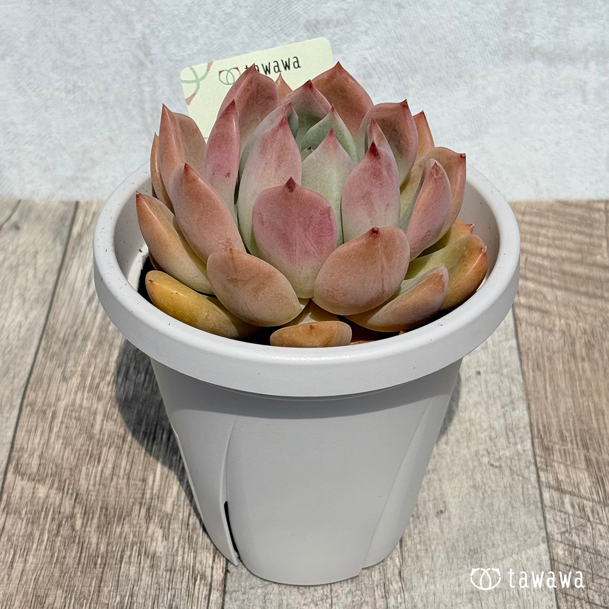 Dark Ice [Tawawa House Seedlings] (9cm pot)